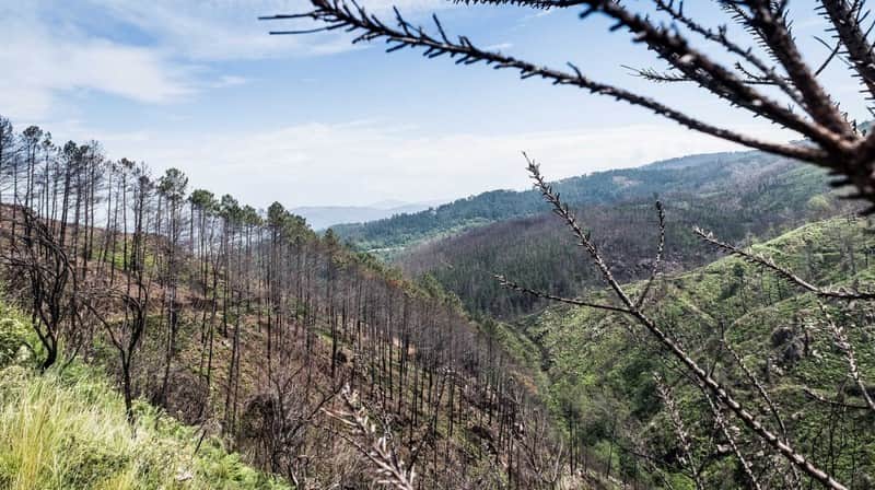 floresta
